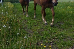 Kinnari ja possujuna